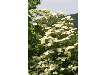 Schwarzer Holunder (Sambucus nigra) - © Emanuel Trummer